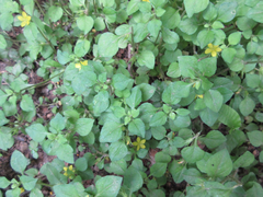 Lysimachia japonica