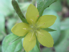 Lysimachia japonica