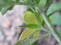Lysimachia japonica
