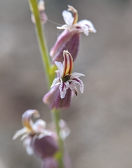 Streptanthus brachiatus