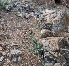 Streptanthus brachiatus