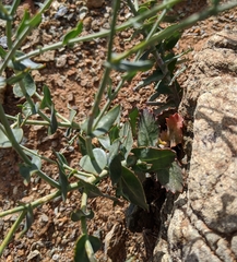 Streptanthus brachiatus