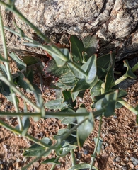 Streptanthus brachiatus