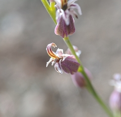 Streptanthus brachiatus