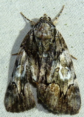 Catocala pretiosa