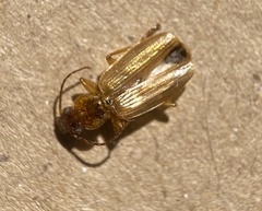 Cymindis punctigera