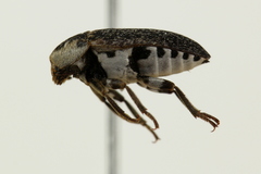 Dermestes frischii