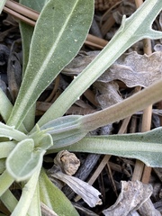 Oenothera howardii