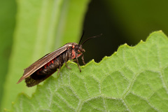 Virbia polyphron