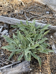 Oenothera howardii