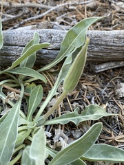 Oenothera howardii