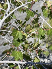 Acer glabrum glabrum