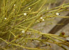 Choretrum glomeratum