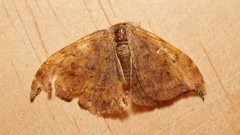 Drepaninae