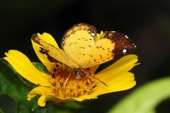 Parvospila cilissa