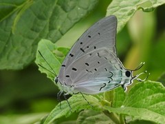 Pseudolycaena damo