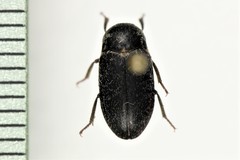 Dermestes frischii