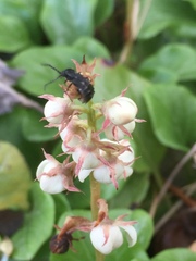 Phosphaenus hemipterus