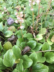 Phosphaenus hemipterus