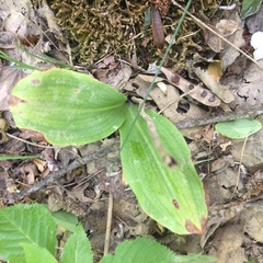 Platanthera orbiculata