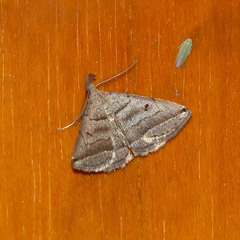 Lysimelia lenis