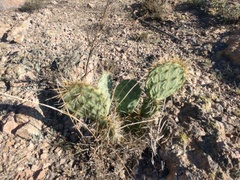 Opuntia robusta