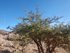 Vachellia schaffneri