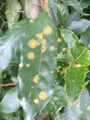 Cephaleuros lagerheimii