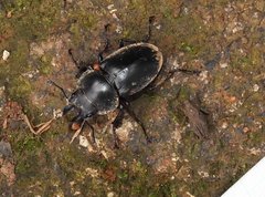 Neolucanus sinicus championi