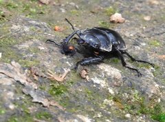 Neolucanus sinicus championi