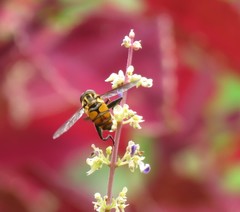 Syrphidae