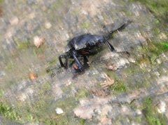 Neolucanus sinicus championi