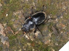 Neolucanus sinicus championi