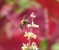 Syrphidae