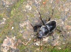 Neolucanus sinicus championi