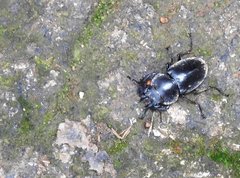 Neolucanus sinicus championi