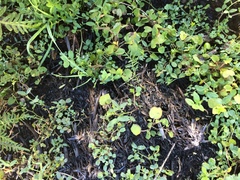 Convolvulus waitaha