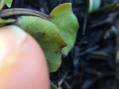 Convolvulus waitaha