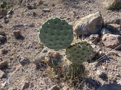 Opuntia robusta