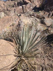 Dasylirion acrotrichum