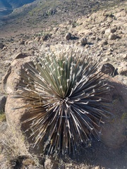 Dasylirion acrotrichum