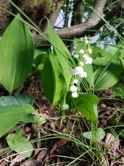 Convallaria majalis
