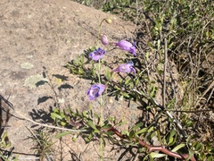 Penstemon amphorellae