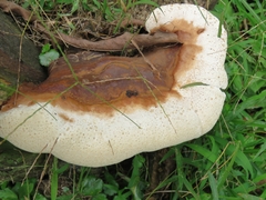 Ganoderma
