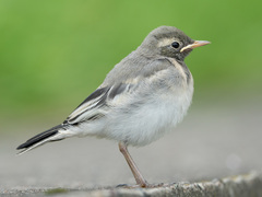 Motacilla alba