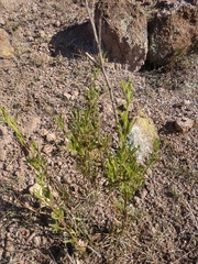 Menodora scabra