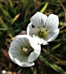 Gentianella cunninghamii