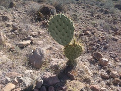 Opuntia robusta