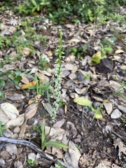 Platanthera ephemerantha