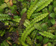 Blechnum blechnoides